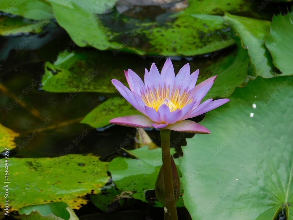 pink water lilly pink water lilly