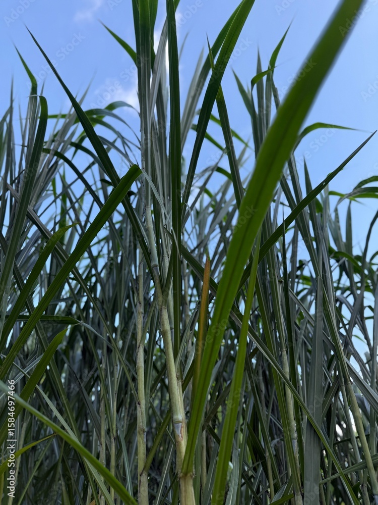Obraz premium Vibrant Green Leaf with Natural Holes Amid Lush Tropical Vegetation