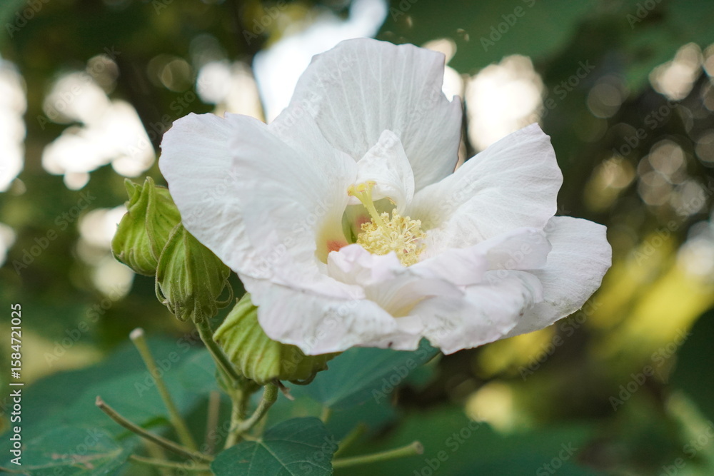 Obraz premium 純白の美しい芙蓉の花が大輪で咲き誇るクローズアップ。幾重にも重なる繊細な花びらが優雅に広がり、中心には鮮やかな黄色の雄しべと雌しべが顔を覗かせています。自然光が柔らかく花全体を包み込み、その清らかさと生命力を際立たせています。背景は緑の葉がぼんやりと広がり、花の美しさを一層引き立てる構図です。夏の終わりから秋にかけて、一日限りで咲く可憐な芙蓉の、儚くも力強い美しさを捉えた一枚です。