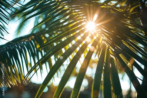 Sunlight streams through the vibrant green leaves of a tropical palm tree, creating a warm and inviting scene