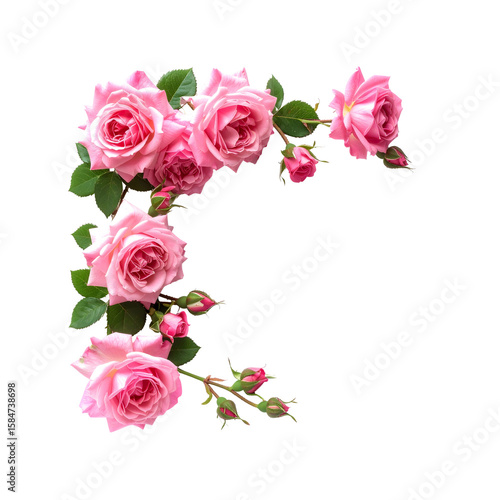 Beautiful pink roses floral arrangement dark on transparent background buds love