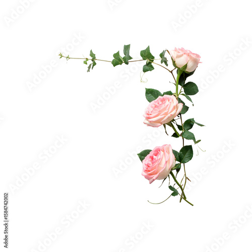 Wallpaper Mural Elegant pink roses vine isolated on soft dark green on transparent background Torontodigital.ca