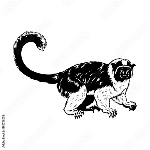 A black and white illustration of a cotton-top tamarin monkey, showcasing its distinctive fur pattern and curled tail.
