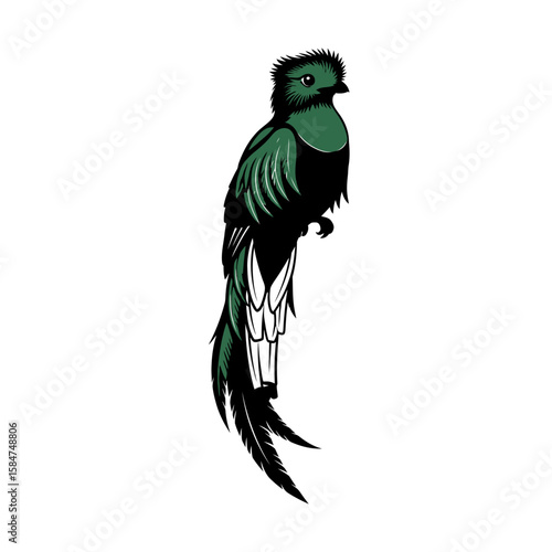 A vibrant quetzal bird illustration with long tail feathers, perched against a white background.