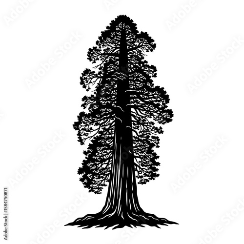 A detailed black and white illustration of a majestic giant sequoia tree.
