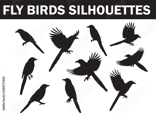 Diverse black silhouettes of long-tailed birds in various dynamic flying and perching poses, ideal for nature, wildlife, and avian themed designs