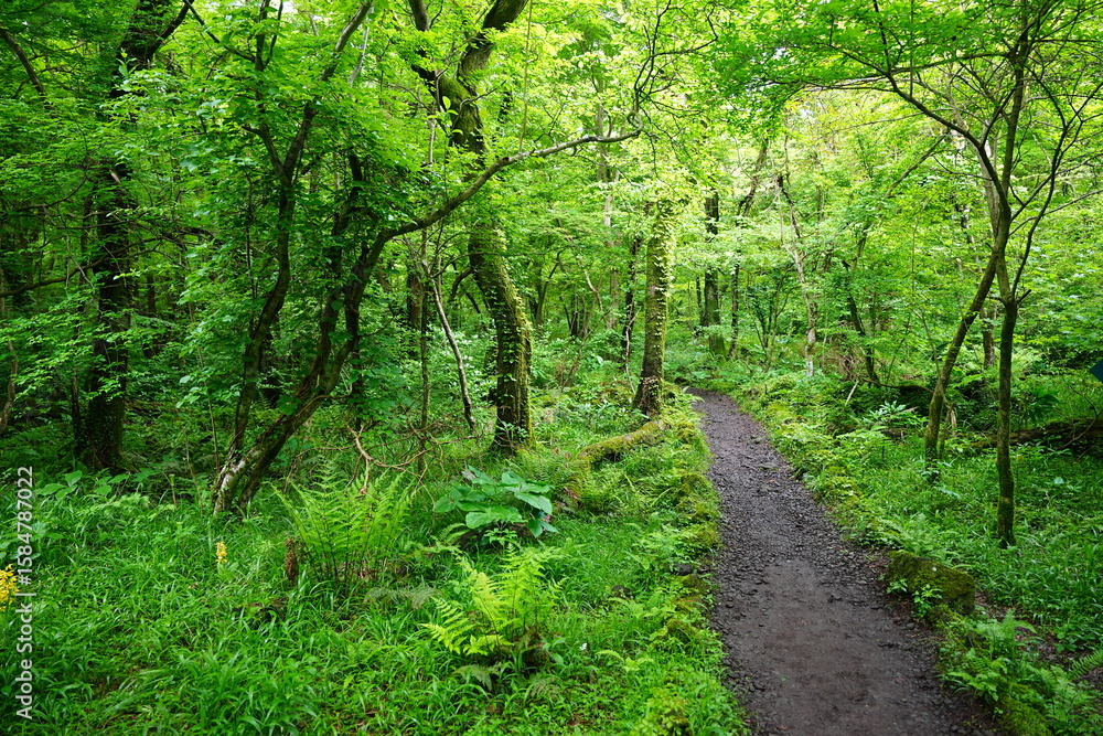 Fototapeta premium spring forest with fresh ferns and charming pathway