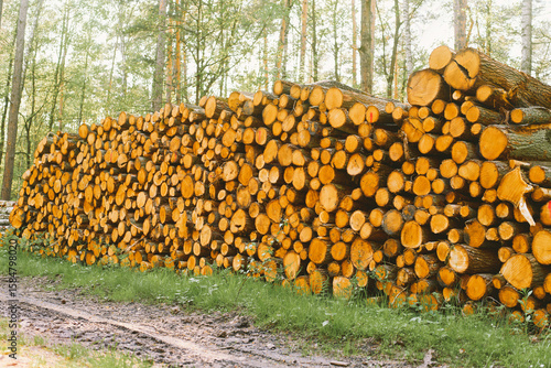 Εκτύπωση καμβά Spruce logs cut and stacked in woods