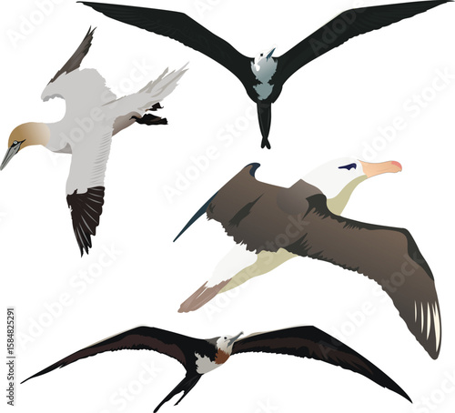 Sea birds set vector illustration on abstract background. Birds set vector.