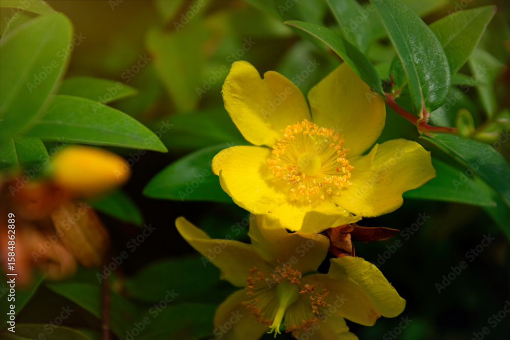 Obraz premium Summer yellow Saint John's wort flowers