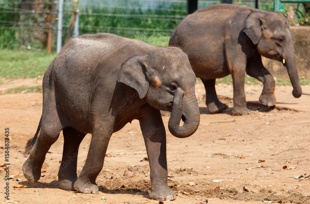 Fototapeta premium Two elephants walking in a dirt field