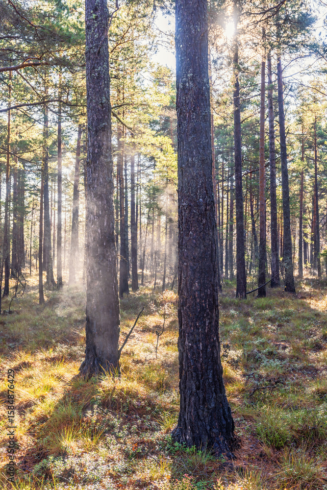 Fototapeta premium Tree trunks with fog and sunbeams in a woodland