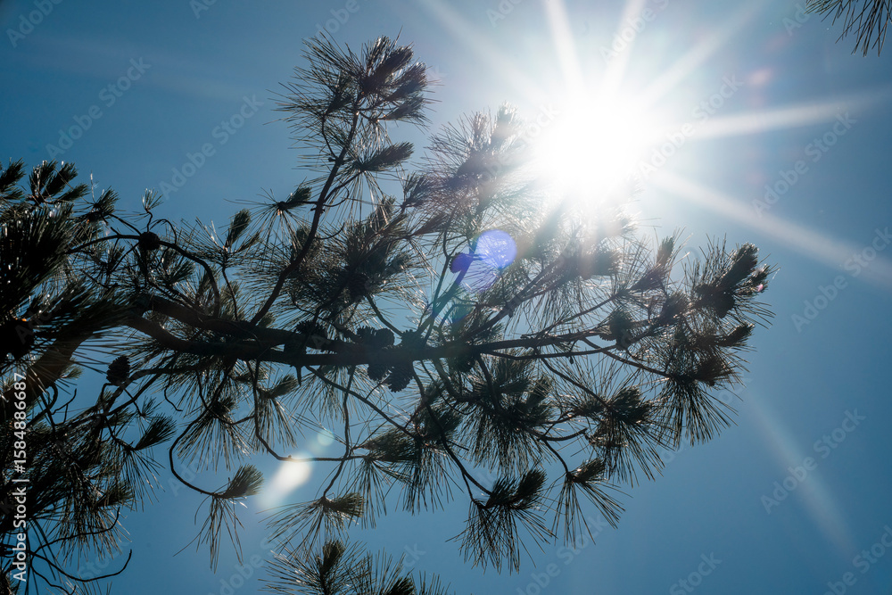 Naklejka premium pine tree with sun rays in the background and a blue sky
