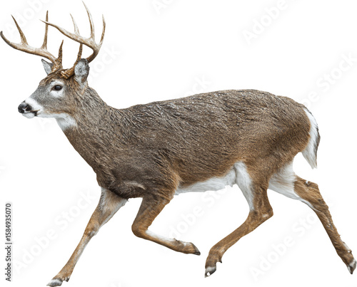 Majestic male white tailed deer with large antlers running isolated on transparent background