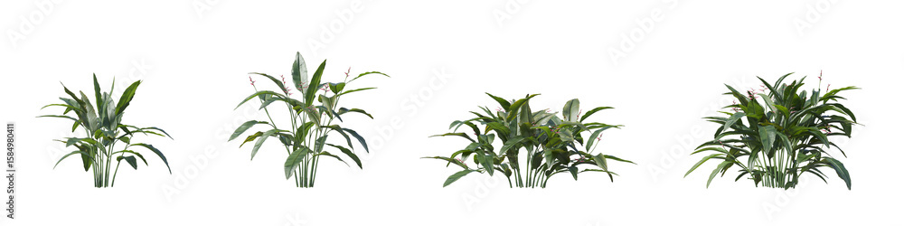 Fototapeta premium Cut out plant collection isolated on transparent background. high quality and realistic 3d rendering. PNG format