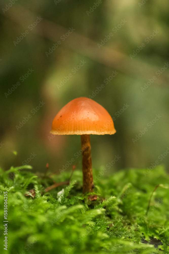 Closeup of small orange mushroom growing in green mossy forest Closeup of small orange mushroom growing in green mossy forest