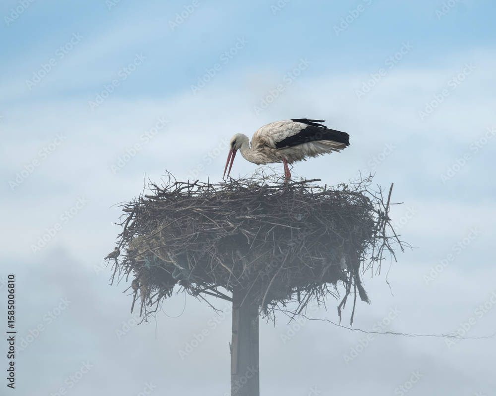 custom made wallpaper toronto digitalA white stork in its large nest on a foggy morning.
