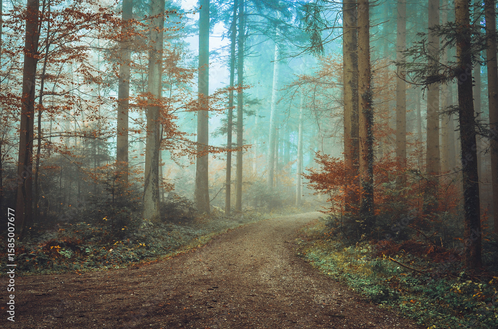 Obraz premium Beautiful mystic colorful forest in autumn