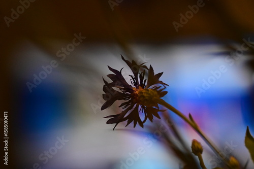 Close-up of Blue Cornflower Blossom – Macro Shot of Centaurea Cyanus