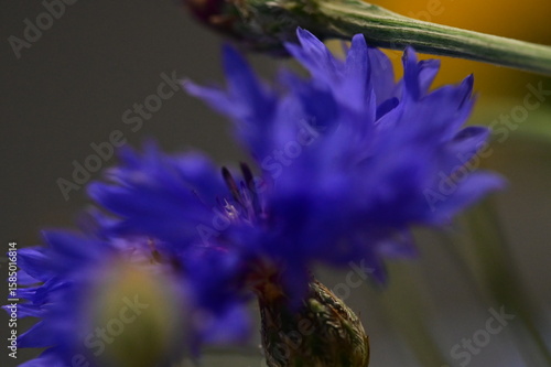 Close-up of Blue Cornflower Blossom – Macro Shot of Centaurea Cyanus