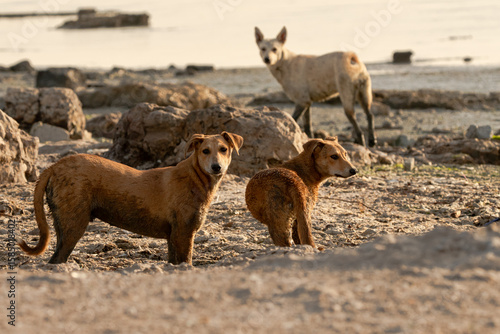 Photography street dogs in the beach