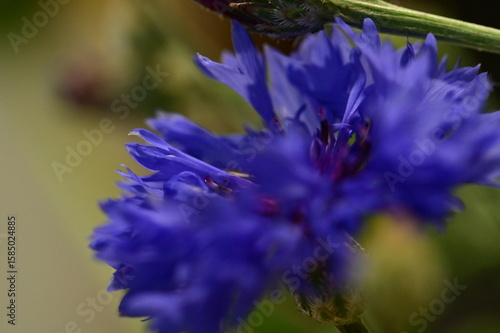 Close-up of Blue Cornflower Blossom – Macro Shot of Centaurea Cyanus