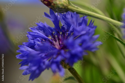 Close-up of Blue Cornflower Blossom – Macro Shot of Centaurea Cyanus