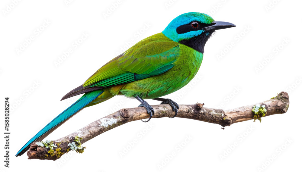 Obraz premium Colorful exotic bird isolated on white background. Png