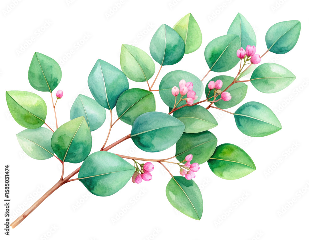 Obraz premium Delicate eucalyptus branch with pink blossoms watercolor illustration isolated on white background PNG