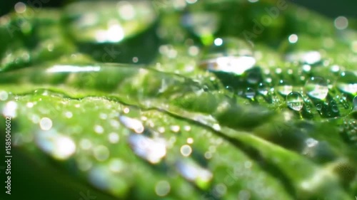 Morning Dew on Leaf – Cinematic Macro Nature Footage
