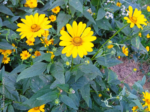Fototapeta Yellow heliopsis flowers blooming in lush greenery, captured in natural light