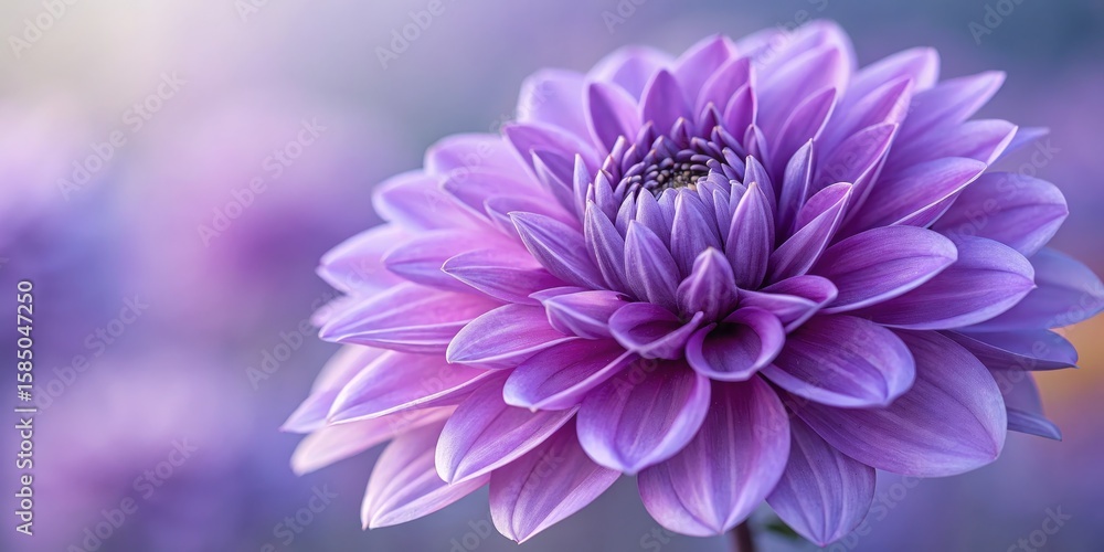 Obraz premium Macro Shot of a Blooming Purple Dahlia, floral, blossom