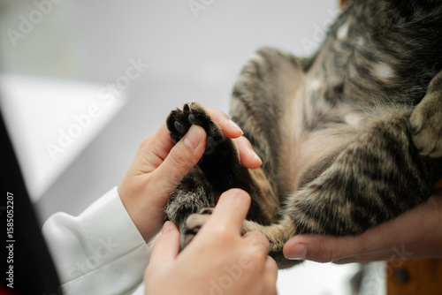Close Up of Veterinarian Holding Cat's Paw During Checkup