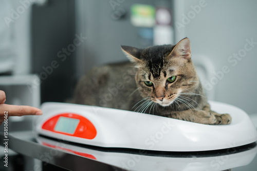 Close-Up of Cat on Digital Scale Showing Weight