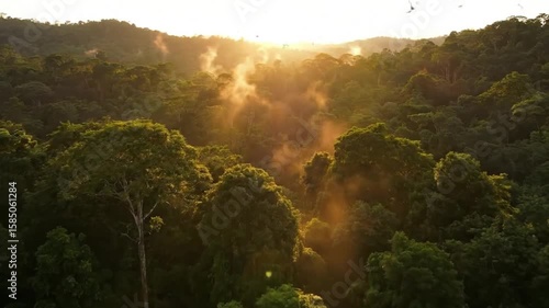 A lush green rainforest during golden hour