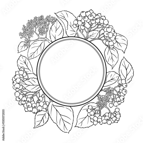 Black Rowan Branch with Flowers, Berries and Leaves Outline Round Frame. Organic natural nutritional healthy food ingredient, vegetarian diet product. Vector isolated for design or decoration.