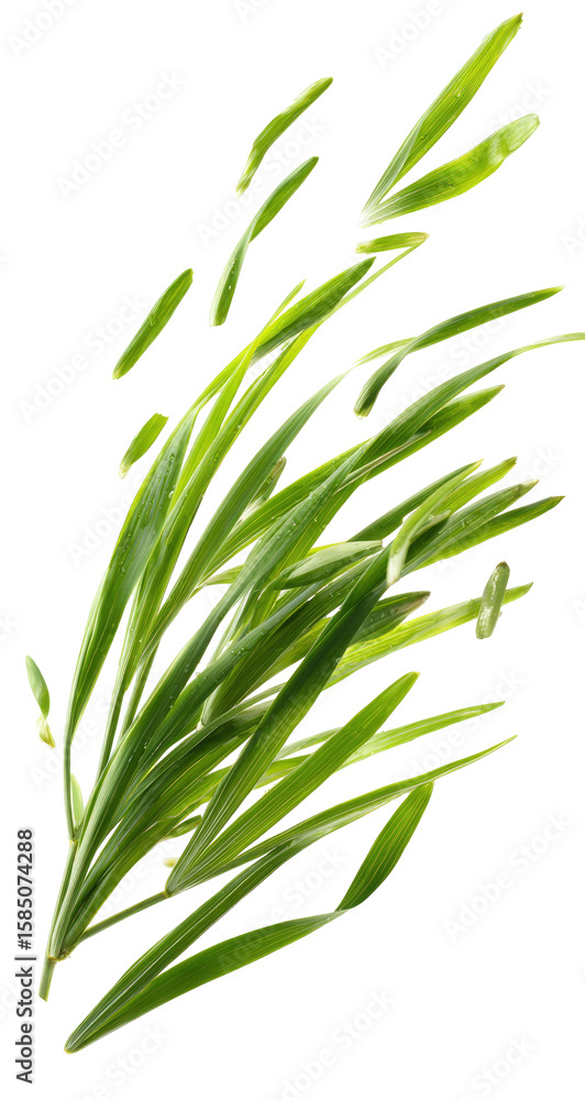 Fototapeta premium Fresh Green Grass Blades Isolated on Transparent Background for Design Projects