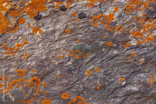 Orange and gray lichen covering rugged rock surface outdoors