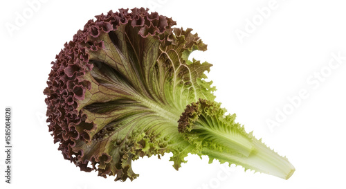 Isolated Red Leaf Lettuce