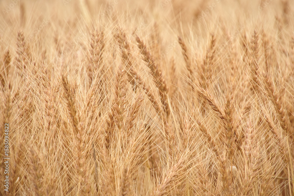 当別町の小麦畑 Wheat Field in Tobetsu 当別町の小麦畑 Wheat Field in Tobetsu