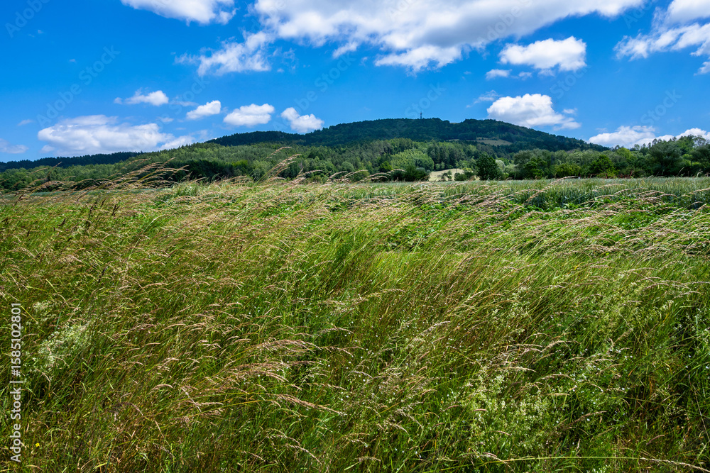 Fototapeta premium Green grass meadow and hill with lookout tower under blue sky in windy summer sunny day.