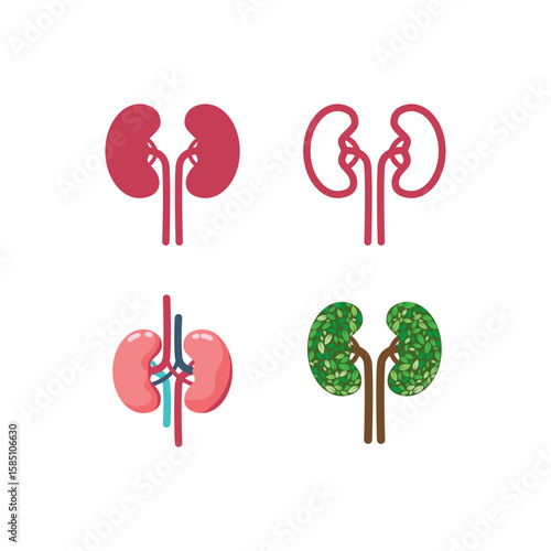 Illustration of human kidneys