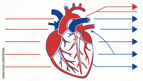 Detailed anatomical illustration of the human heart and its circulatory system.