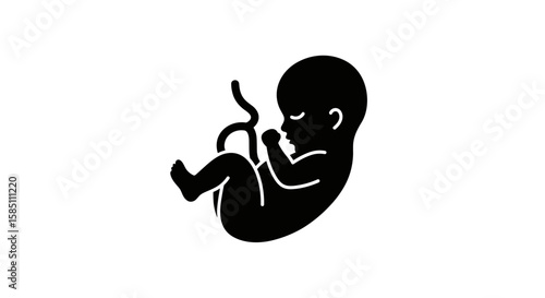 Silhouette of a human fetus with umbilical cord on white background