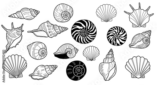 Hand-drawn seashell collection featuring nautical black and white sea shells
