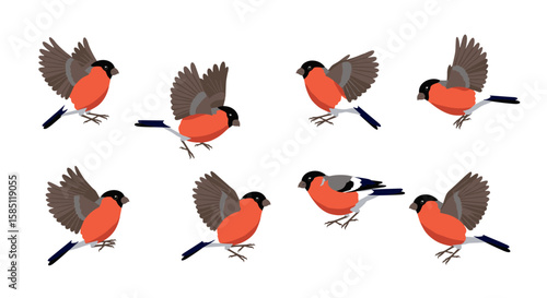 Colorful bullfinch birds in flight with spread wings on a white background