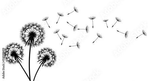 Wallpaper Mural Silhouette of dandelions with seeds blowing in the wind on white background Torontodigital.ca
