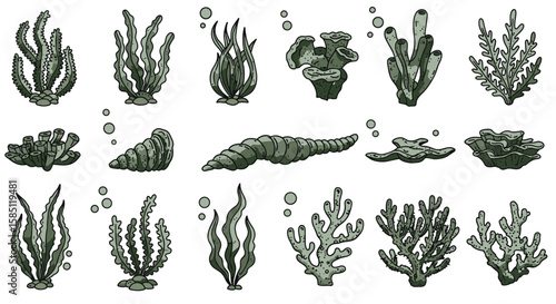 Marine plant life collection featuring seaweed and coral in hand-drawn style