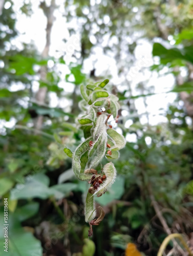 a fuzzy green plant stem or seed pod