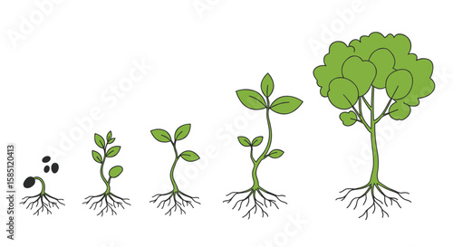 Growth stages of a tree from seed to mature plant in flat style